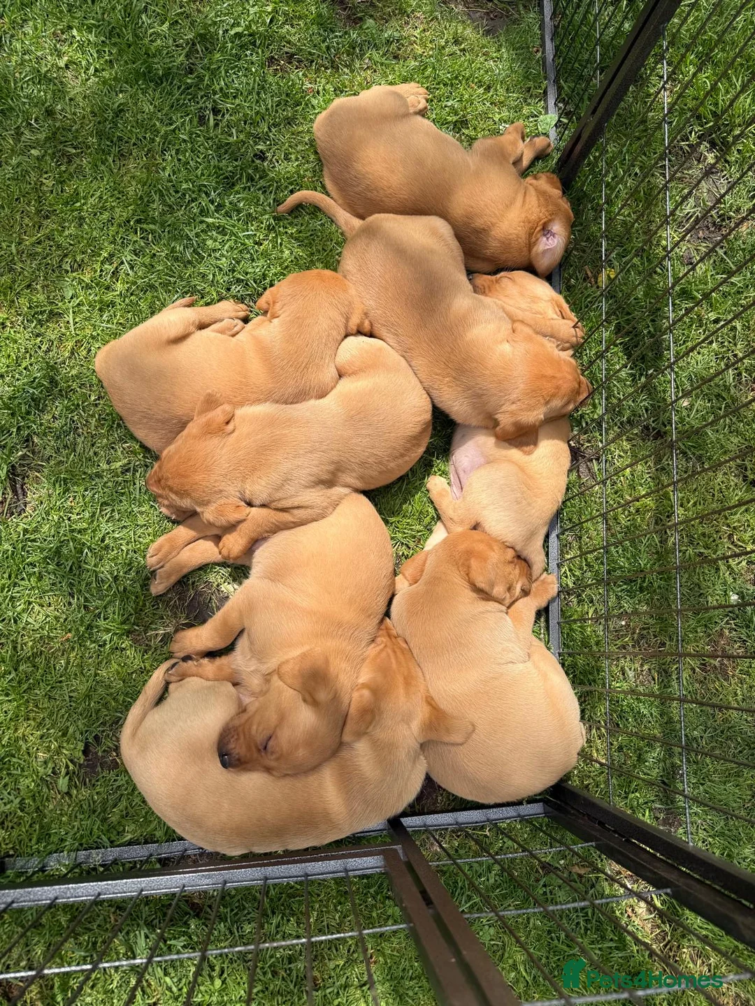 Labrador Retriever dogs for sale: Fox red Labrador  in Beccles - Advert 2