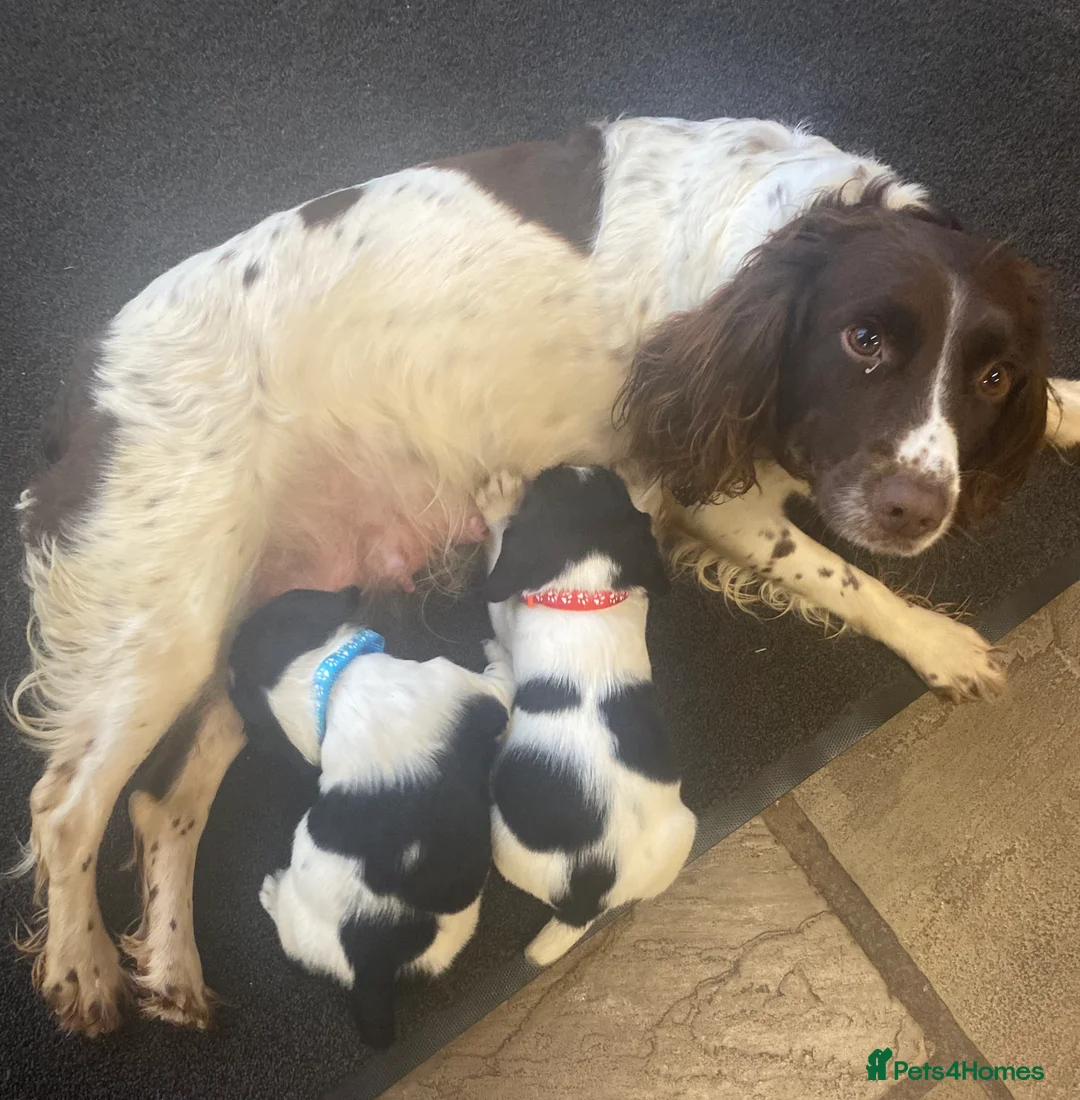 Sprocker dogs for sale: Superb litter of Sprocker Spaniels - Advert 7