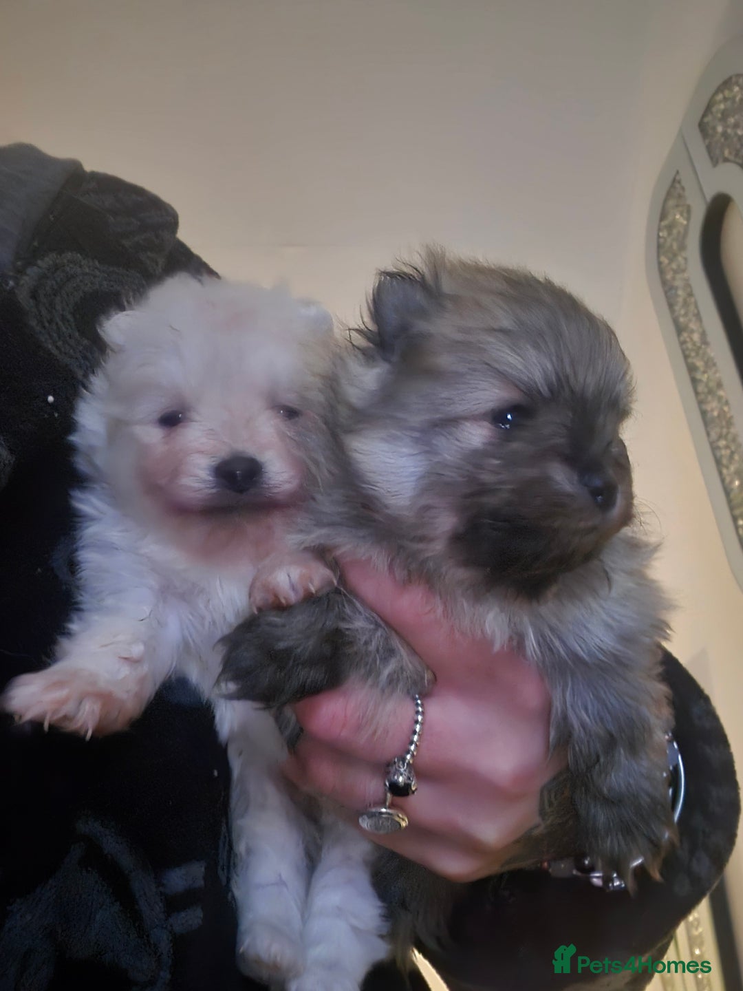 Pomeranian dogs for sale: Beautiful pomeranians  - Advert 2