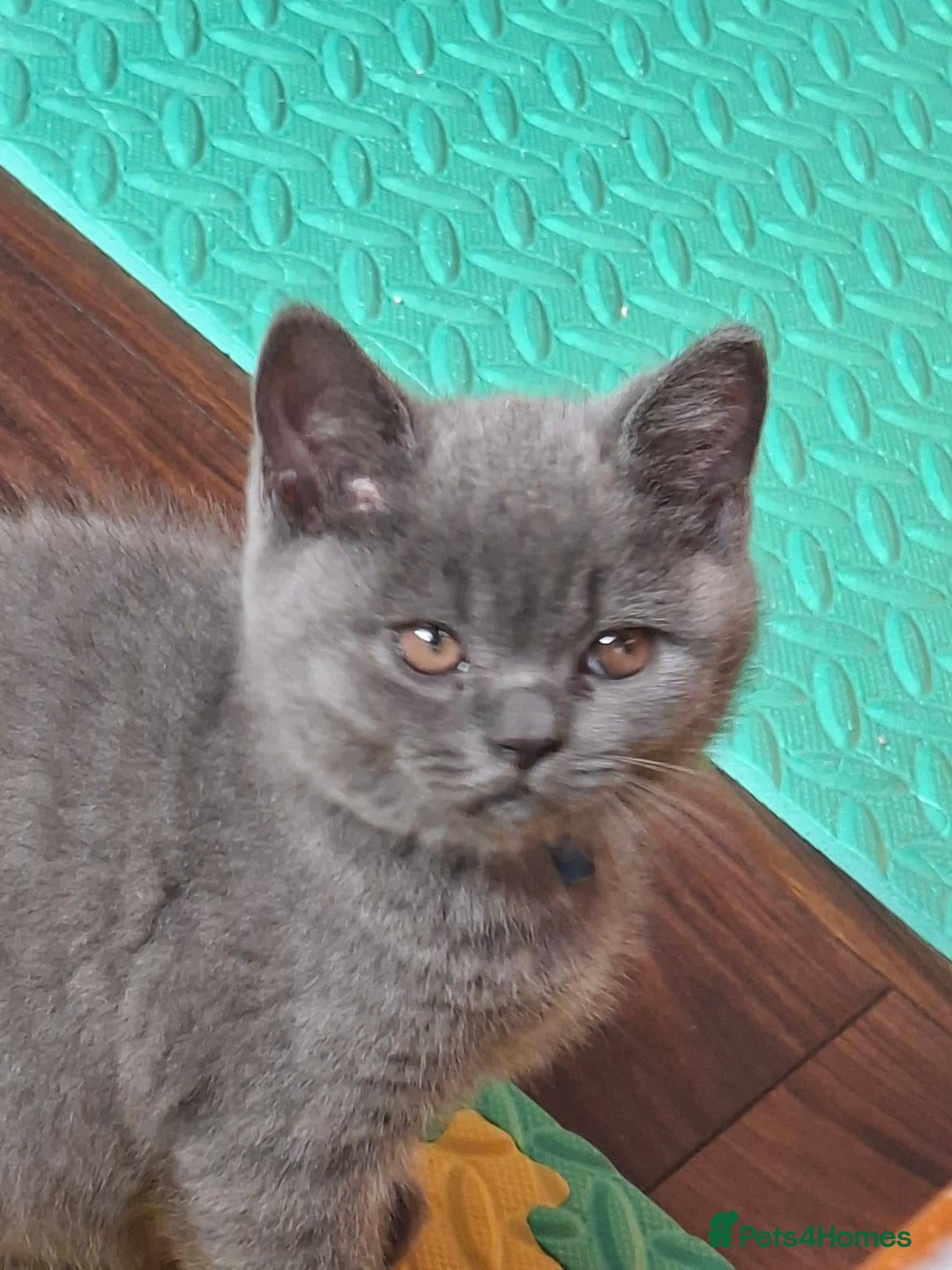 British Shorthair cats for sale: British Blue Short-hair 4 kittens for sale  - Image 9