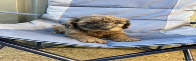 Cockapoo 3