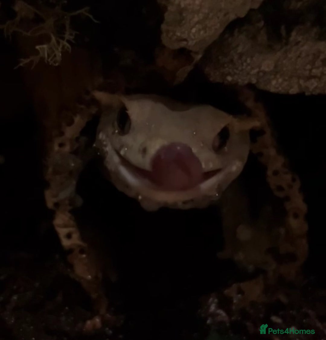 Gecko reptiles for sale: Harlequin Tricolour Crested Gecko + Large Tank - Advert 6