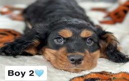 Cavalier King Charles Spaniel dogs for sale: Stunning DNA CLEAR Cavalier Pups - Image 9