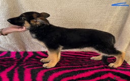 German Shepherd dogs for sale: Stunning KC Registered German Shepherd Puppies - Image 4