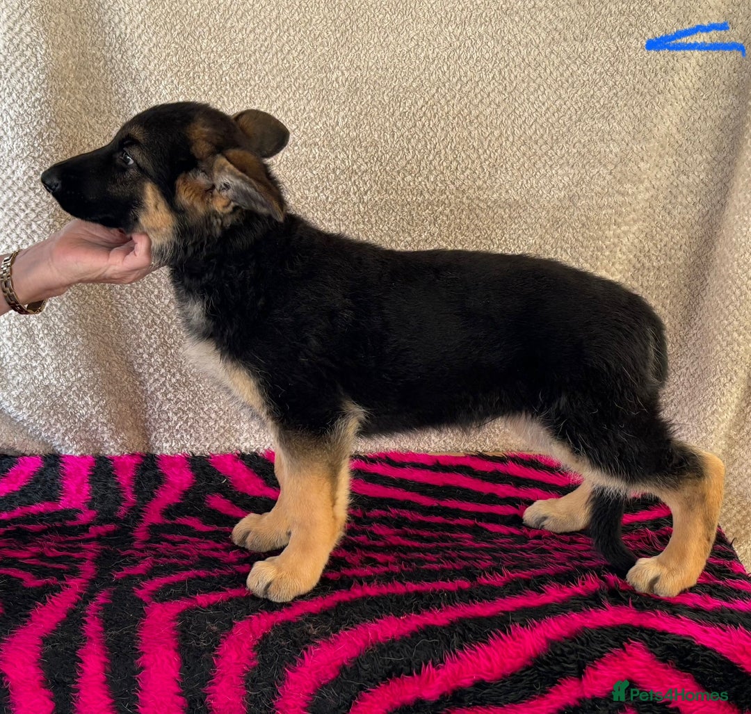 German Shepherd dogs for sale: Stunning KC Registered German Shepherd Puppies - Image 4