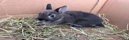 Netherland Dwarf rabbits for sale: Netherland dwarf babies  - Advert 1
