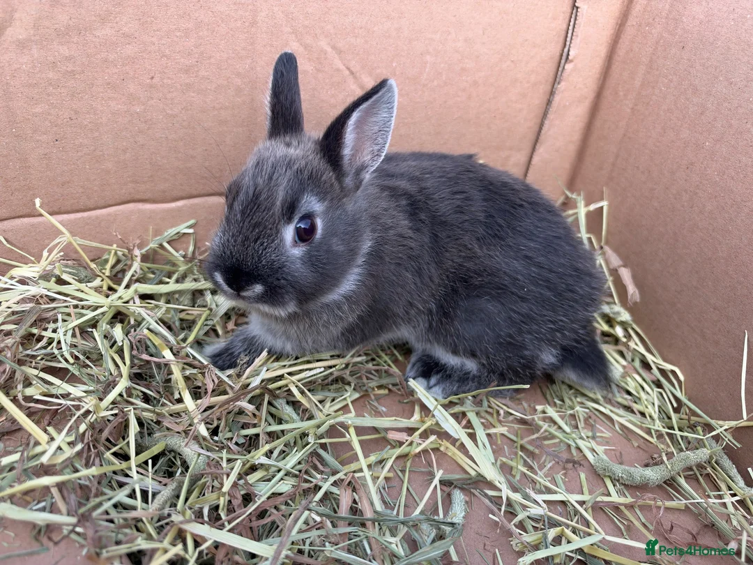 Netherland Dwarf rabbits for sale: Netherland dwarf babies  - Advert 1