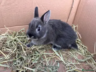 Netherland Dwarf rabbits Netherland dwarf babies - Advert 1