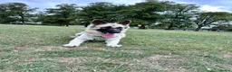 German Shepherd dogs for sale: Rehoming German shepherd her name is peach  in Grimsby - Advert 3