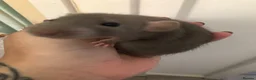 Rat rodents for sale: Baby dumbo rats - Advert 5