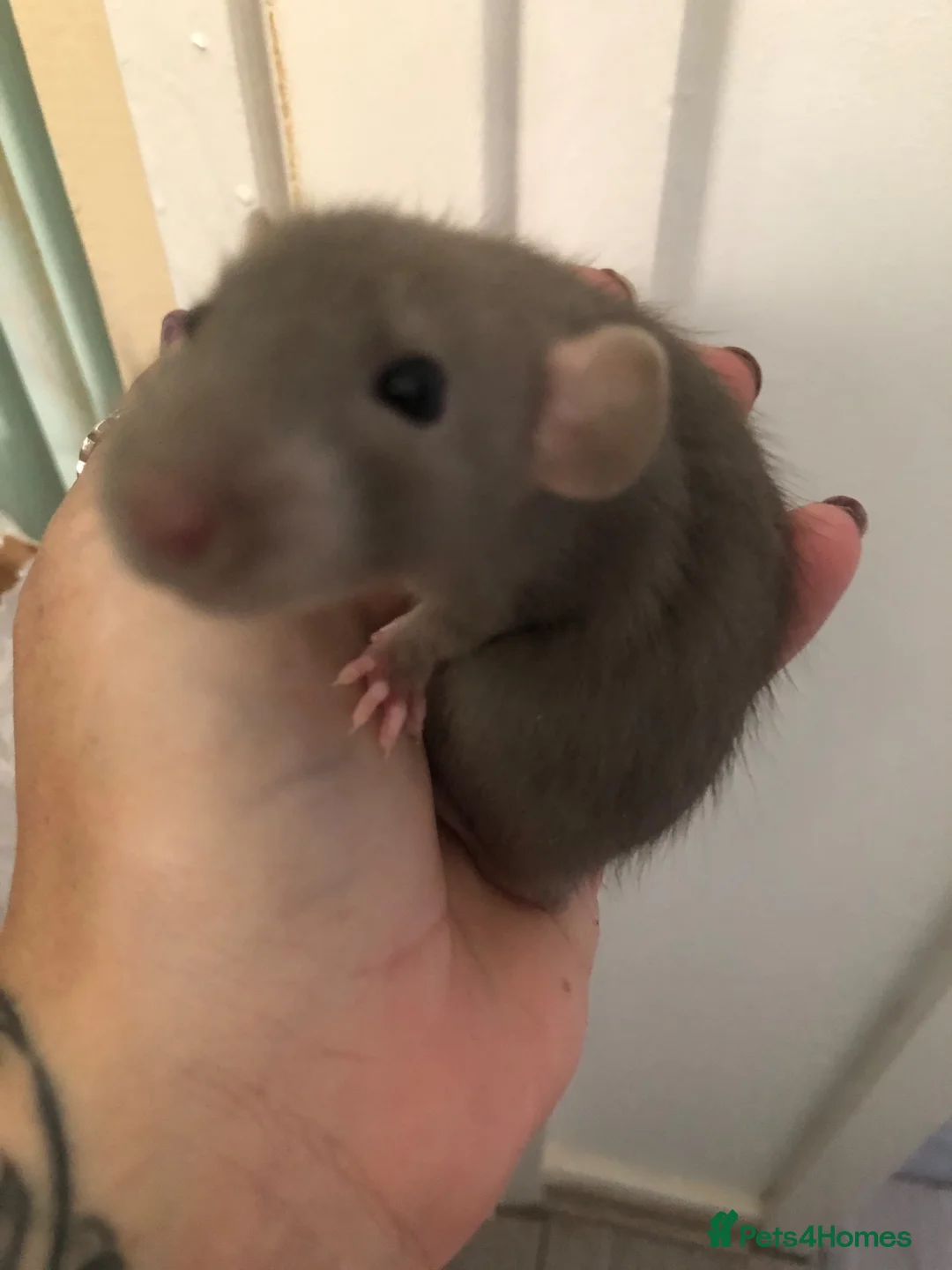 Rat rodents for sale: Baby dumbo rats - Advert 5