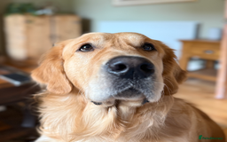 Golden Retriever dogs for sale: Bailey, 2 Year Old Golden Retriever - Advert 6