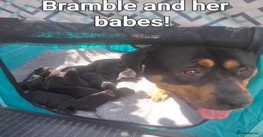 Mixed Breed dogs - Advert 14