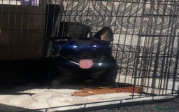 Mixed Breed dogs for sale: Gsd mix - Image 4