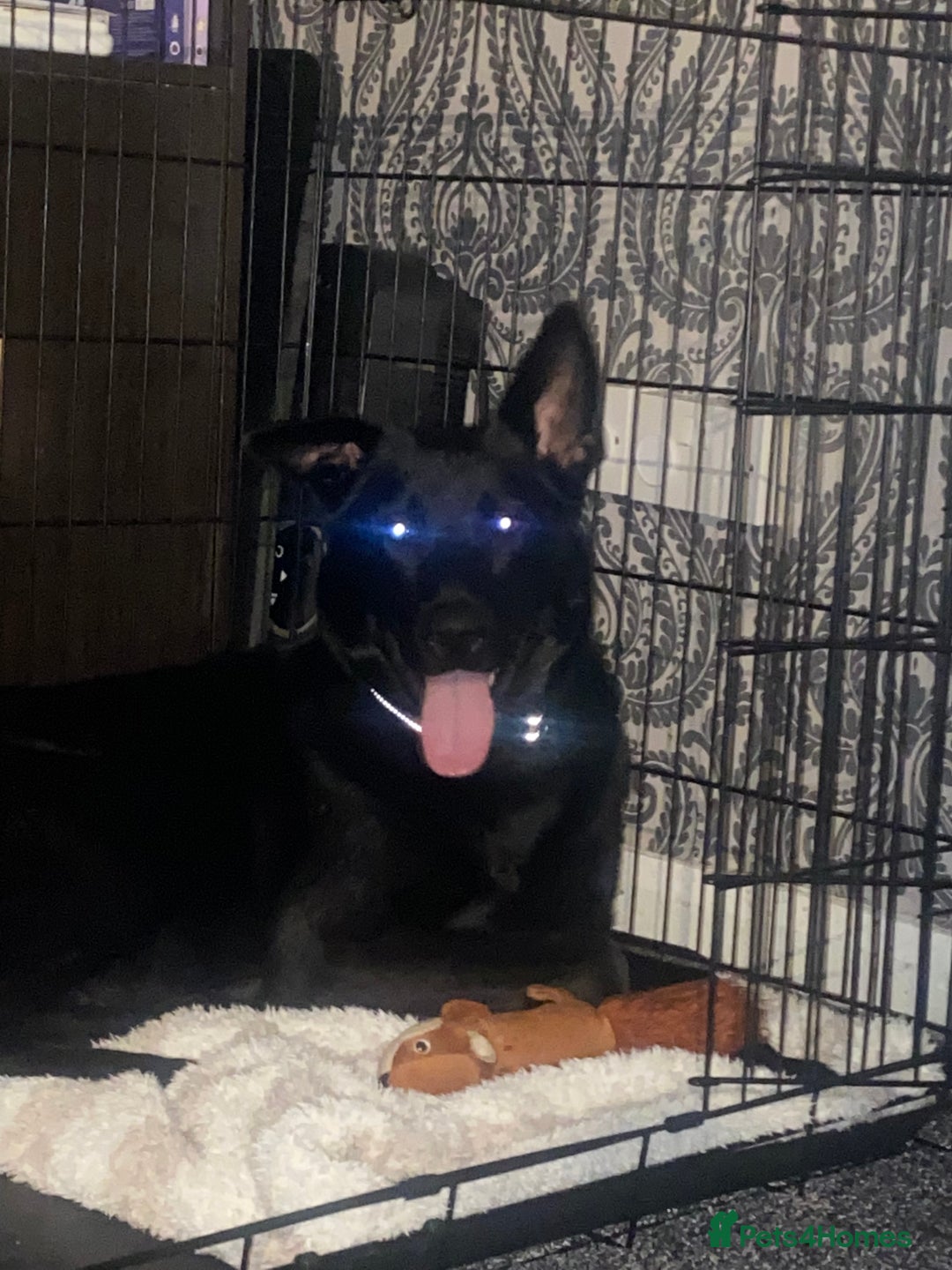 Mixed Breed dogs for sale: Gsd mix - Image 4