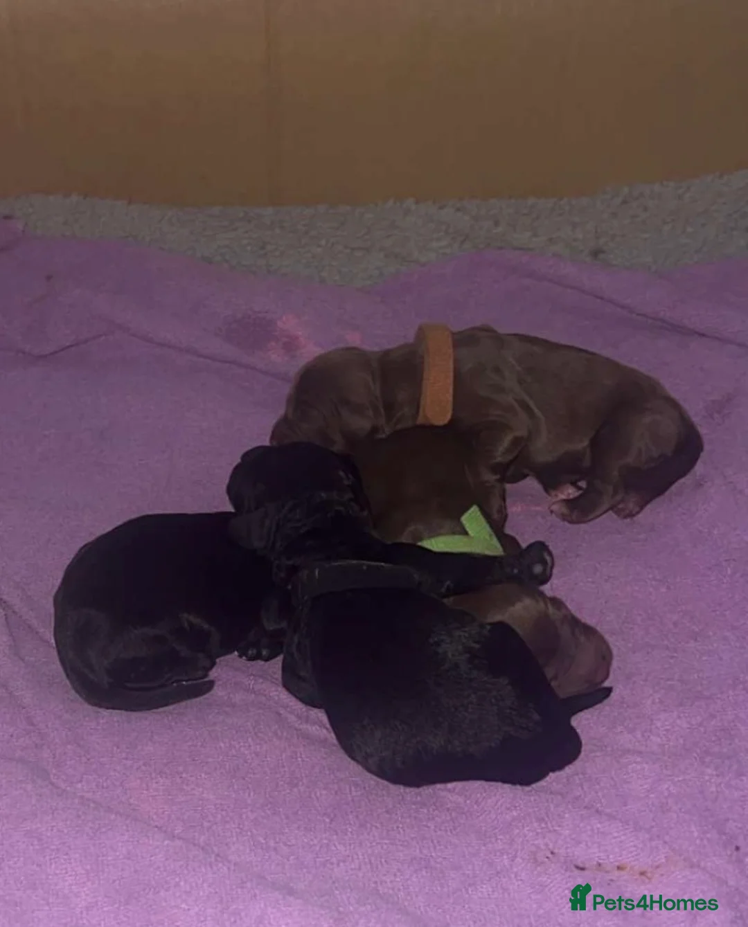 Cockapoo dogs for sale: Cockapoo Puppies  in Bradford - Advert 5