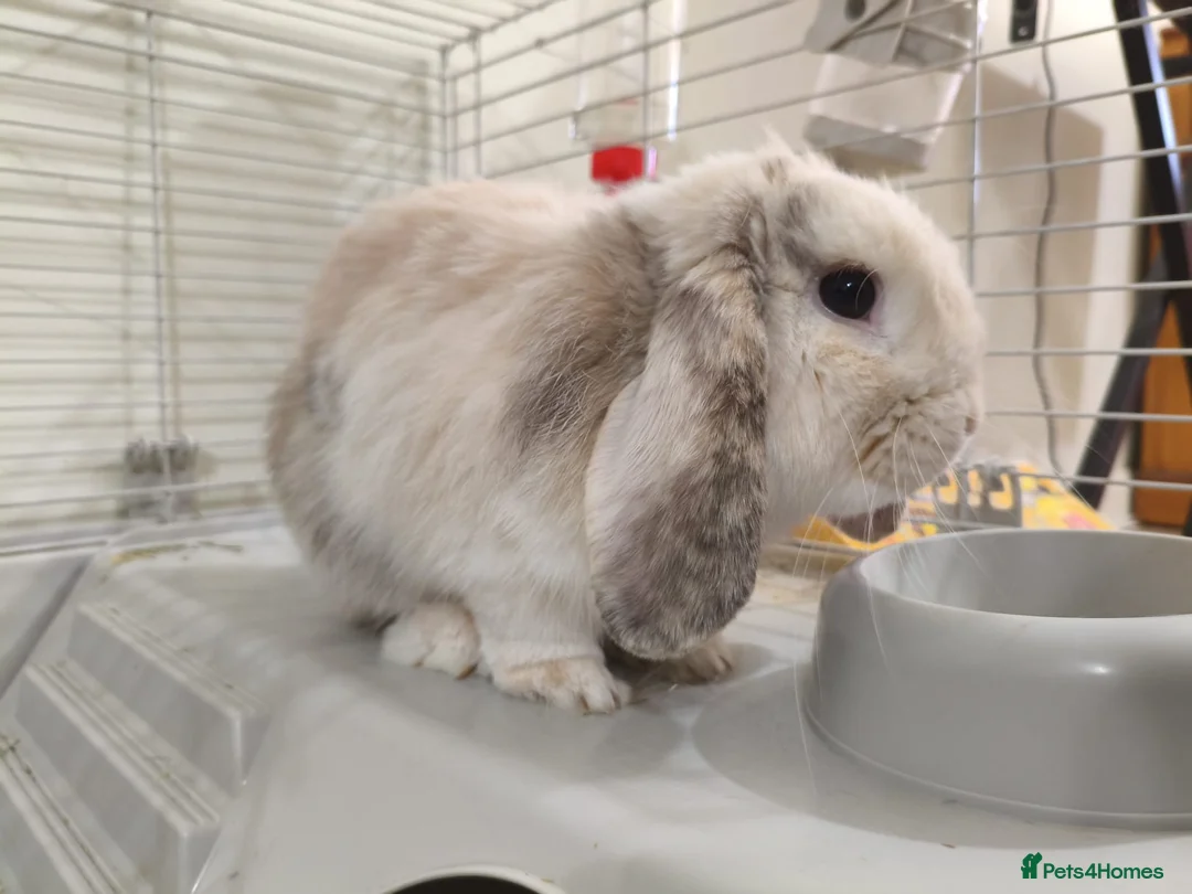 Mini Lop rabbits for sale: Mini lop Male for give away - Advert 2