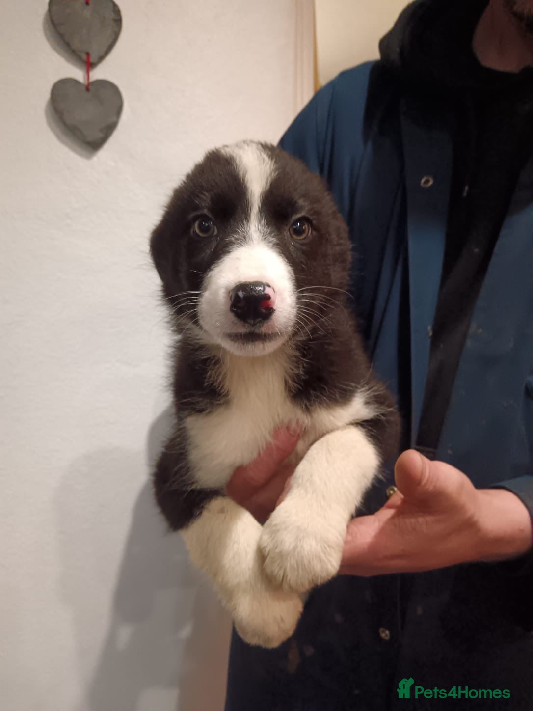 Border Collie dogs Border Collie Puppies for Sale  - Advert 2