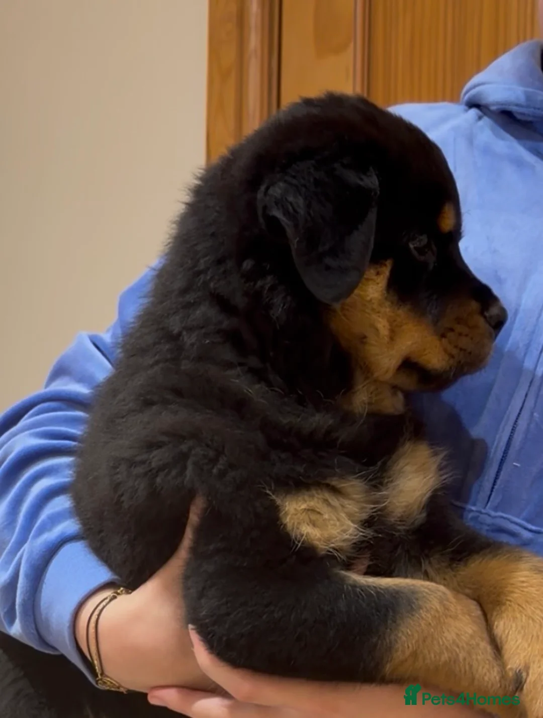 Rottweiler dogs for sale: READY NOW 2 female Rottweiler puppies - Advert 4