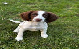 English Springer Spaniel dogs for sale: 6 month old springer spaniel  - Advert 1