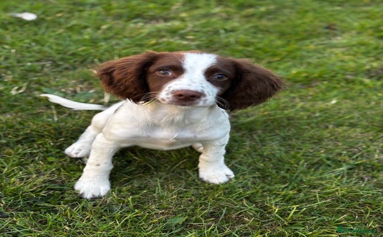 English Springer Spaniel dogs 6 month old springer spaniel  - Advert 2