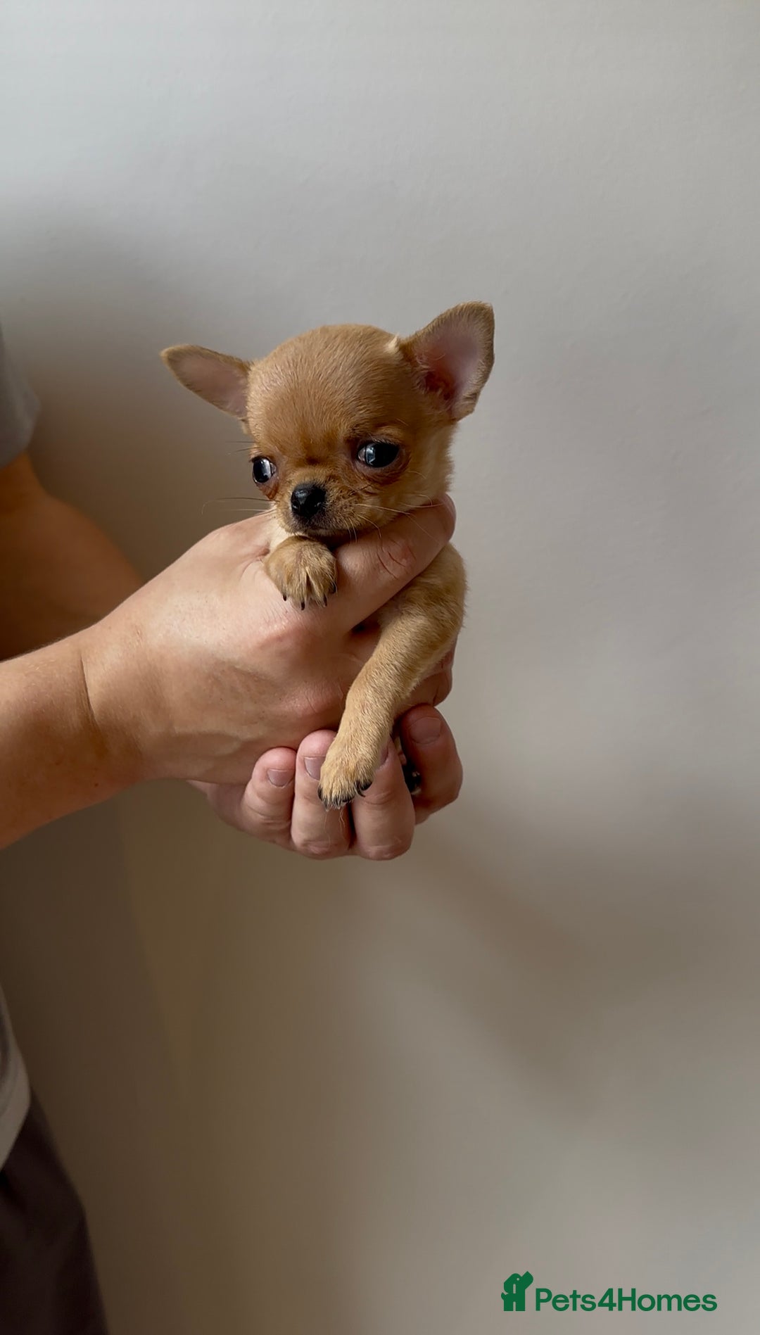 Chihuahua dogs for sale: ADORABLE SUPER TINY CHIHUAHUA PUPPIES - Image 6