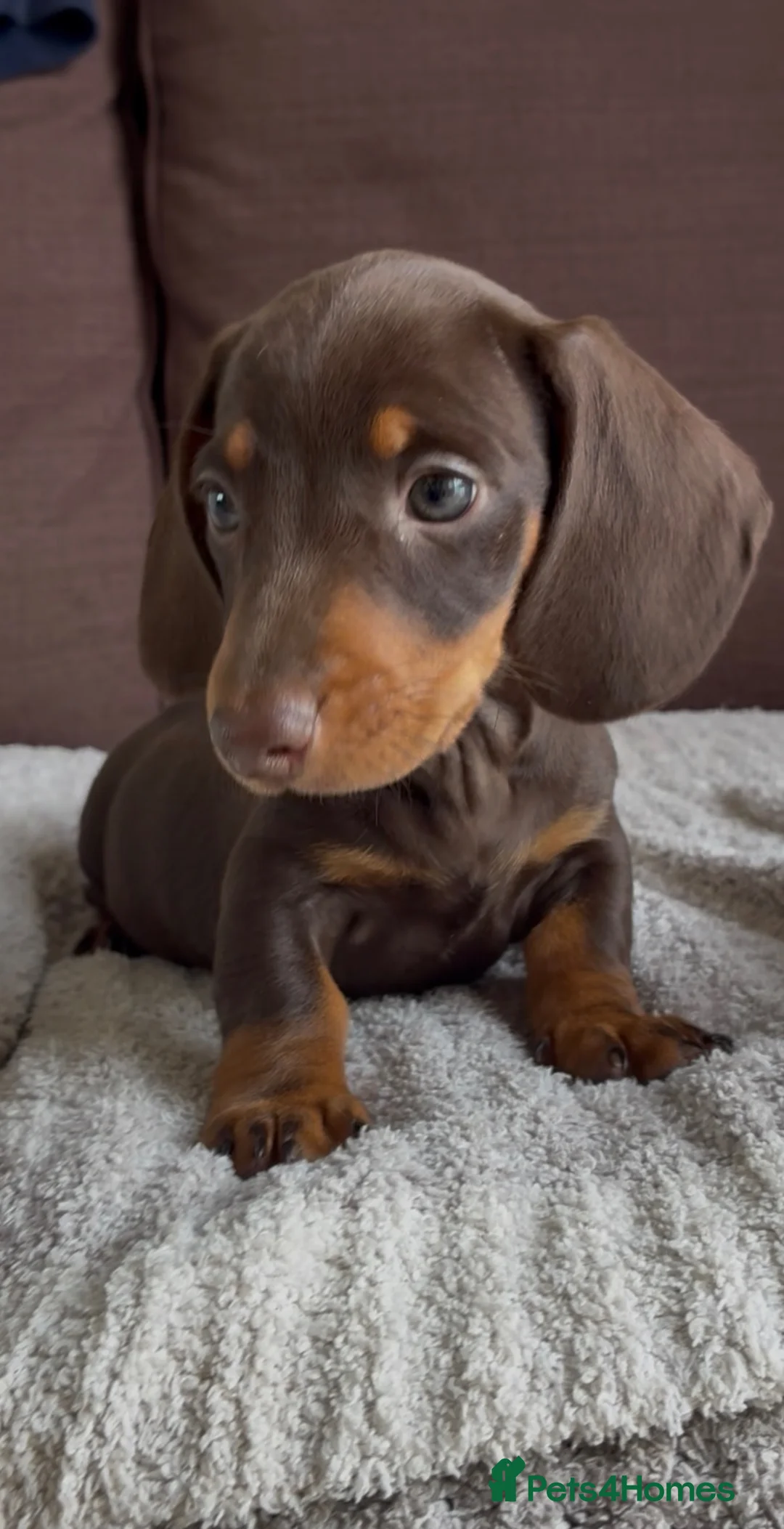 Miniature Dachshund dogs for sale: Gorgeous Dachshund Pups in Aylesbury - Advert 2