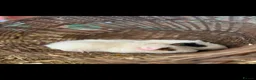 Guinea Pig rodents for sale: 2 x male guinea pig  in Tamworth - Advert 2