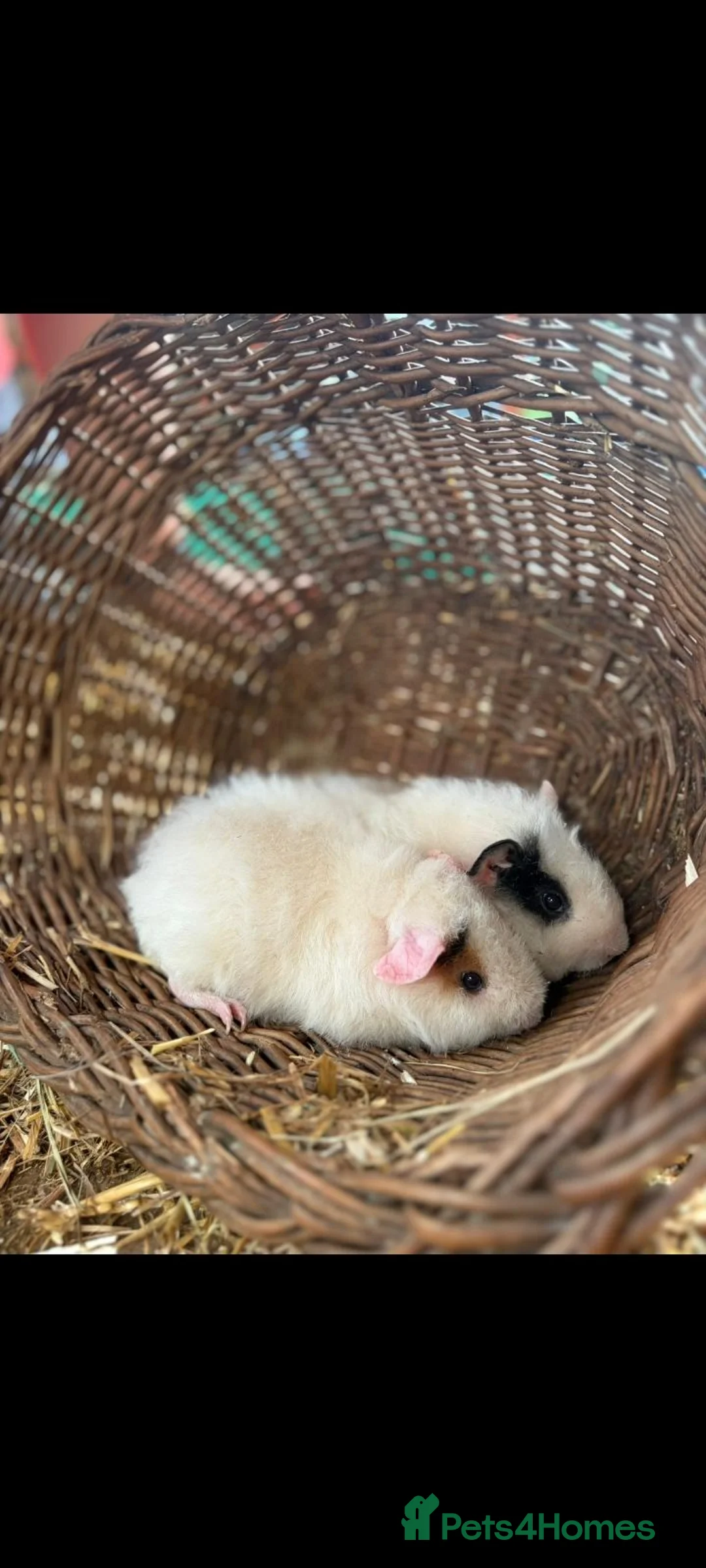 Guinea Pig rodents for sale: 2 x male guinea pig  in Tamworth - Advert 2