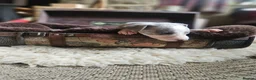 Whippet dogs for sale: Exquisite litter of whippet puppies  in Ormskirk - Advert 19