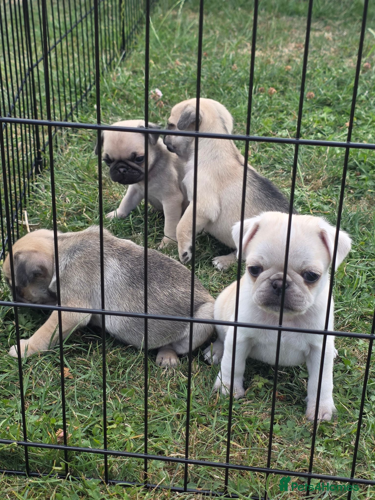 Pug dogs Pug Puppies - Advert 7