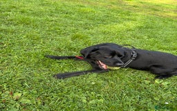 Labrador Retriever dogs for sale: Labrador  - Image 2