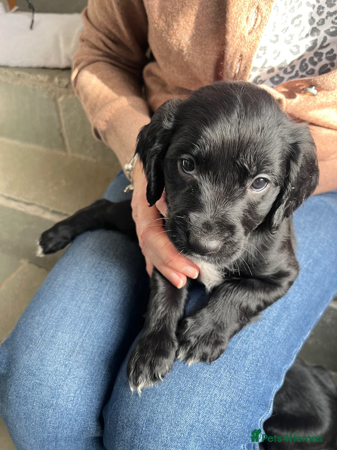 Mixed Breed dogs for sale: Mixed breed cocka pups - Advert 3