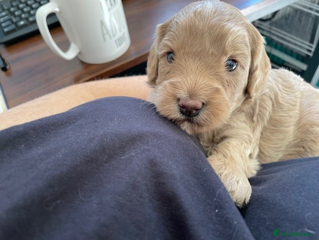 Cockapoo dogs for sale: One female cockapoo left from litter of 6 - Image 4
