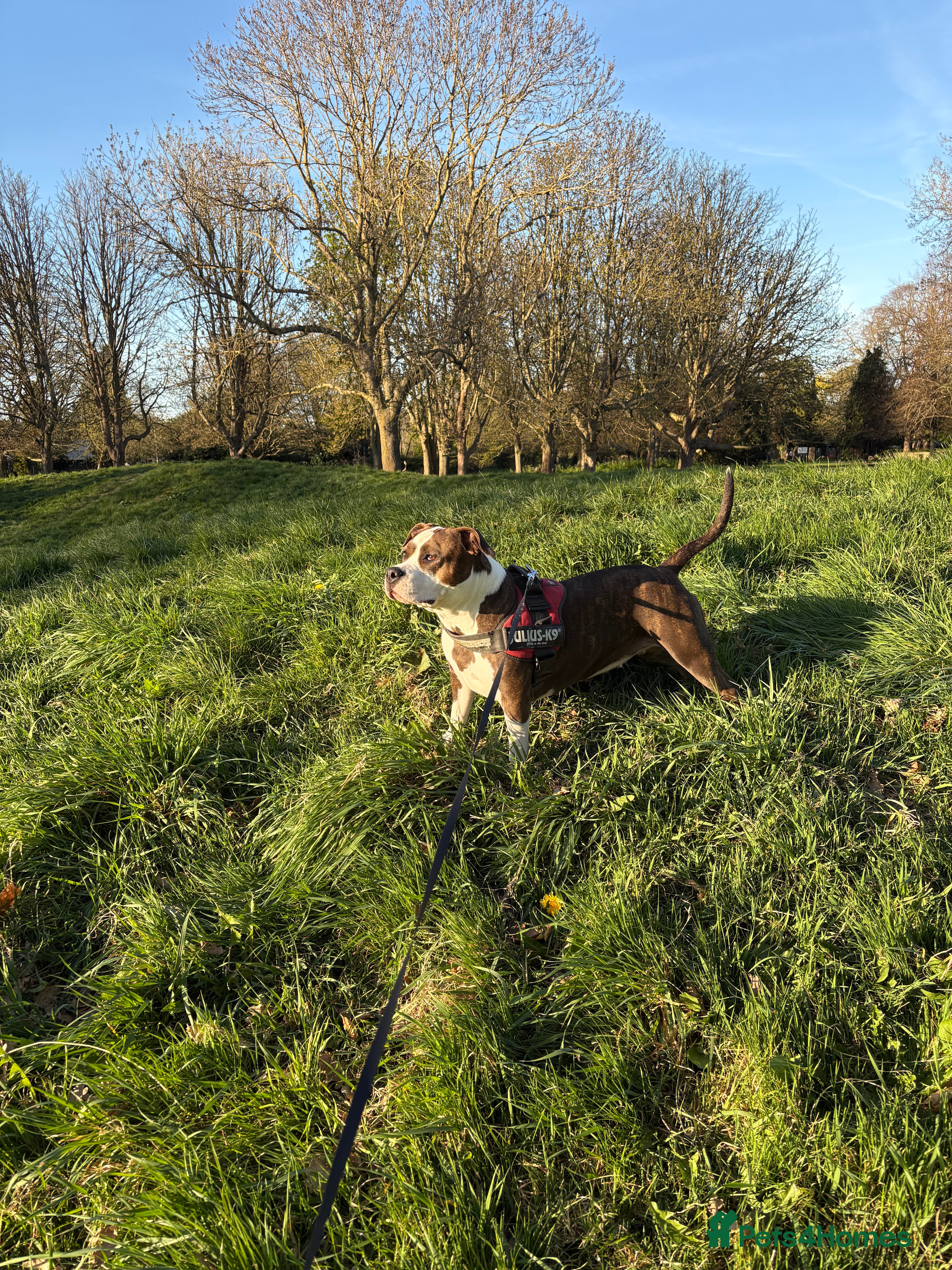 Mixed Breed dogs 4 year old Skye - Advert 6