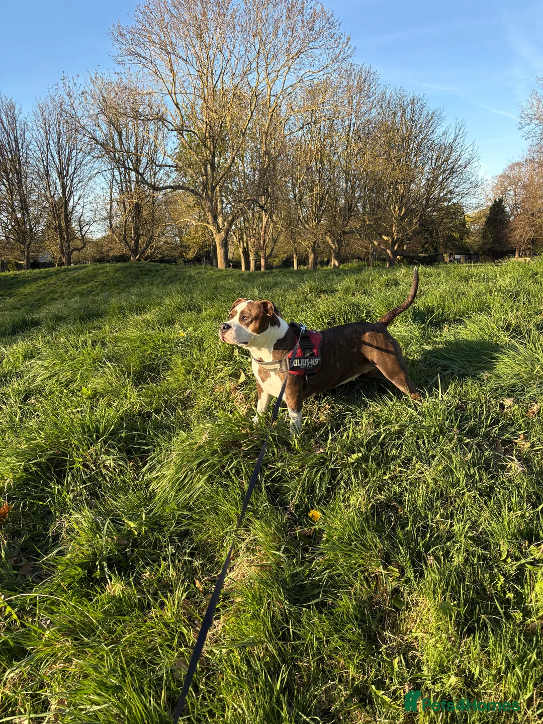 Mixed Breed dogs for sale: 4 year old Skye - Advert 1