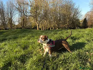 Mixed Breed dogs 4 year old Skye - Advert 6