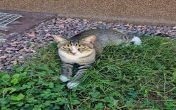 Mixed Breed cats for adoption: TOM a friendly & proud boy who needs a Loving Home - Advert 13