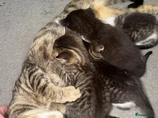 Mixed Breed cats 2 male kittens - Advert 7