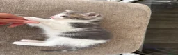 Mixed Breed cats for sale: Beautiful long haired Ragdoll cross kittens - Advert 14