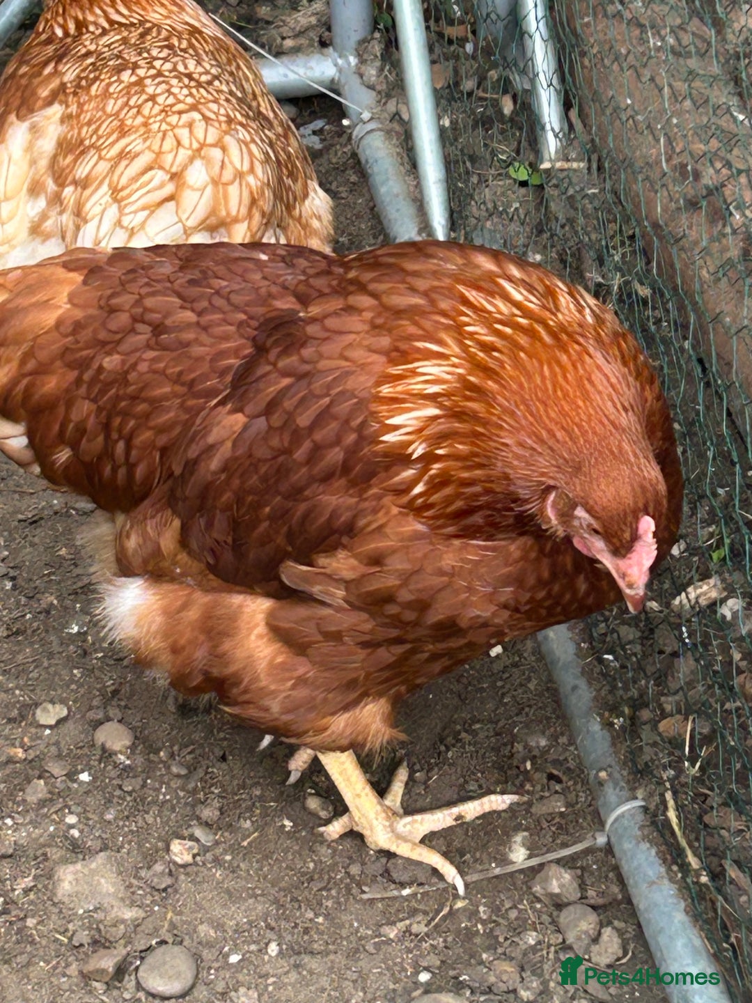 Chickens poultry for sale: 2 hybrid hens for sale £10 each  - Image 5