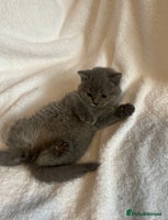 British Shorthair cats - Advert 6