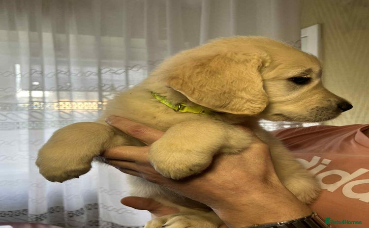 Golden Retriever dogs - Advert 6