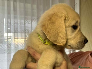 Golden Retriever dogs - Advert 1