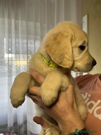 Golden Retriever dogs - Advert 3