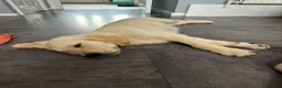 Golden Retriever dogs for sale: 11 Weeks Old Golden Retriever Boy - Advert 6