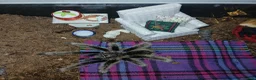 Tarantulas invertebrates for sale: FULL SETUP INC Female Golden knee tarantula - Advert 3