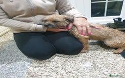 Border Terrier dogs for sale: 3yr old Female Border Terrier  - Advert 10