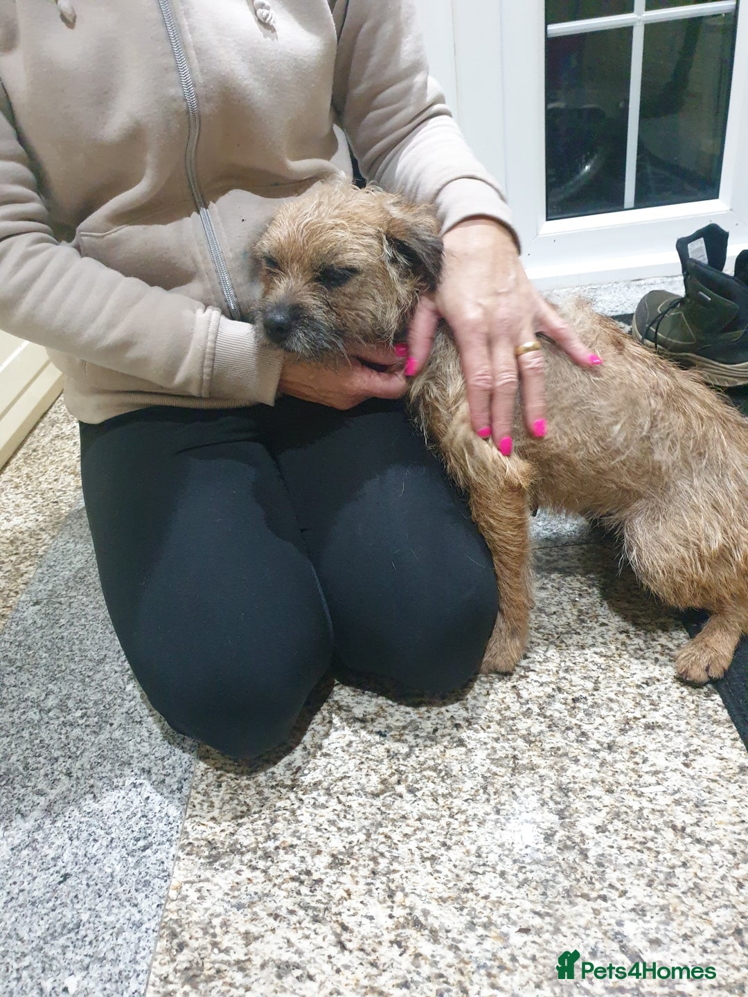 Border Terrier dogs for sale: 3yr old Female Border Terrier  - Advert 10