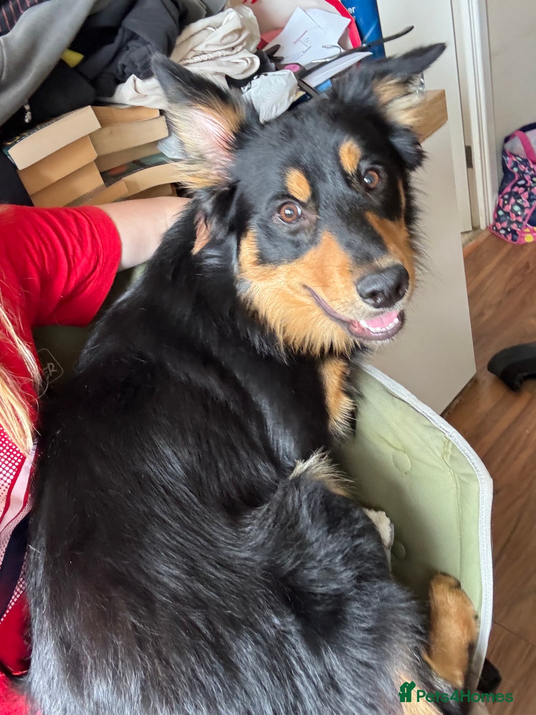Welsh Collie dogs for sale: Beautiful Welsh Collie - Image 8